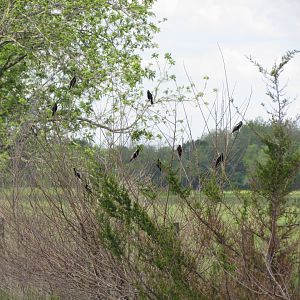 Bobolinks