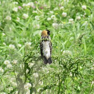 Bobolink