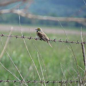 Dickcissel