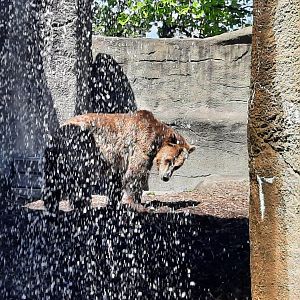 Grizzly Bear Behind Waterfall