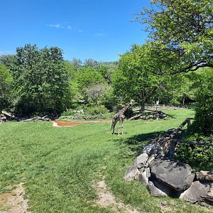 Summer on the Savanna