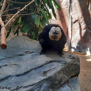 White Faced Saki