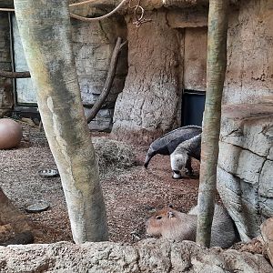 Giant Anteater and Capybara