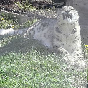 Snow Leopard Teeth