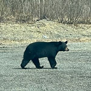 American Black Bear - Alaska