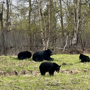 American Black Bears - Alaska