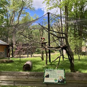 Red Panda Exhibit (New in 2023)