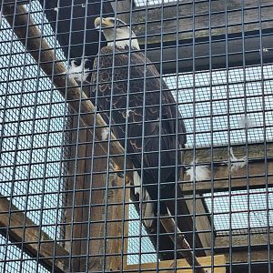 Shaver's Creek Environmental Center (PA) - Bald Eagle