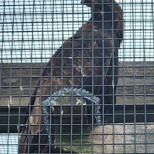 Shaver's Creek Environmental Center (PA) - Golden Eagle