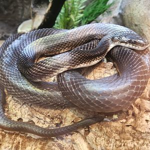 Shaver's Creek Environmental Center (PA) - Pantherophis (obsoleta) alleghaniensis
