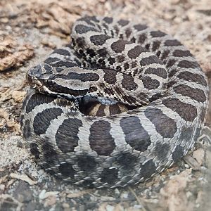 Shaver's Creek Environmental Center (PA) - Sistrurus (catenatus) tergeminus