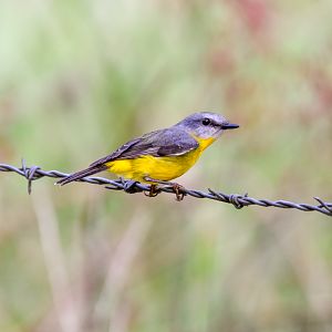 Eastern Yellow Robin