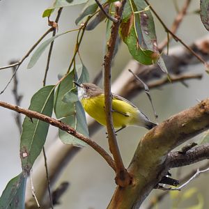 White-throated Gerygone