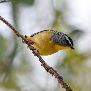 Spotted Pardalote