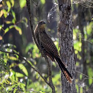 Pheasant Coucal