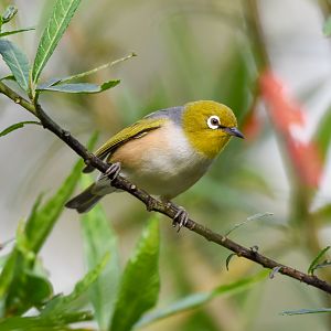 Silvereye
