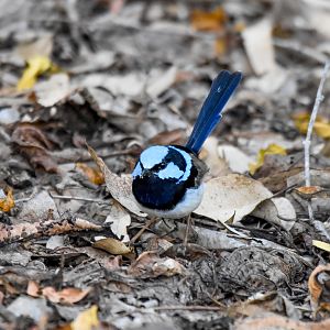 Superb Fairywren