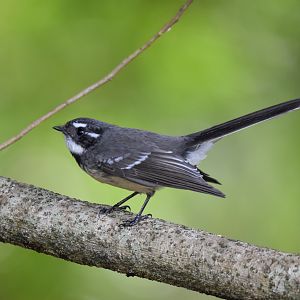 Grey Fantail
