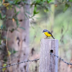 Eastern Yellow Robin