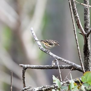 Speckled Warbler
