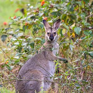 Red-necked Wallaby eating