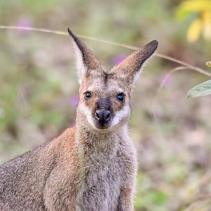 Red-necked Wallaby
