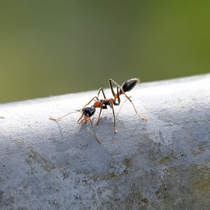 Jumping Jack Ant, Myrmecia nigrocincta