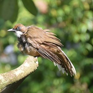 White-throated Laughingthrush (Pterorhinus albogularis)