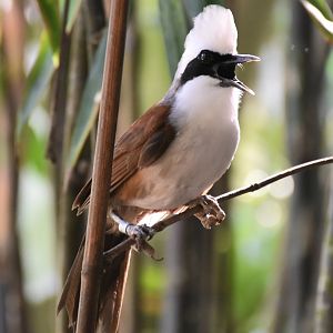 White-crested Laughingthrush (Garrulax leucolophus)
