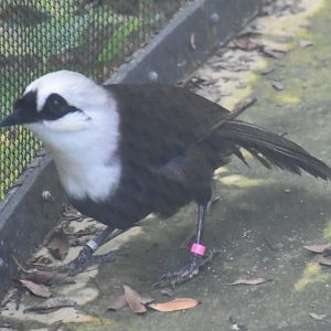 Sumatran Laughingthrush (Garrulax bicolor)