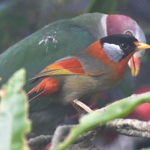 Silver-eared Mesia (Leiothrix argentauris)