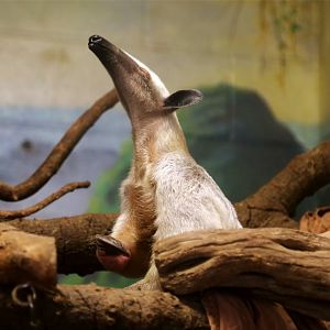 Southern Tamandua