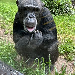Chimpanzee “Kendall”