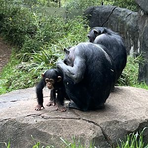 Chimp Grooming