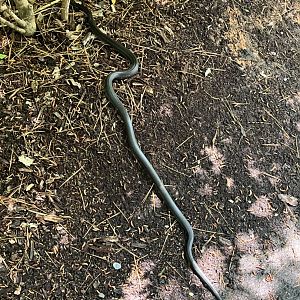 Wild Eastern Rat Snake