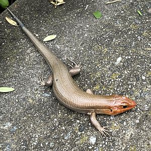 Wild Broad-headed Skink