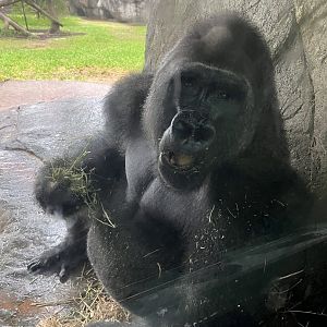 Silverback “Mosuba”