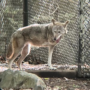 Ayita the Tripod Red Wolf