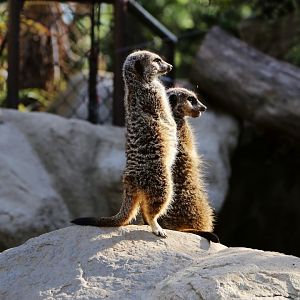 Meerkat