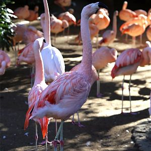 Chilean Flamingo