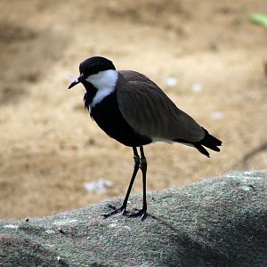 Spur-winged Lapwing
