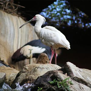 African Spoonbill