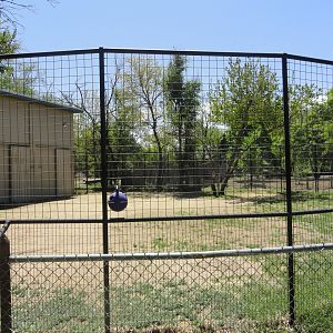 Reticulated Giraffe Exhibit 2