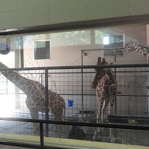 Owens Giraffe Building Interior