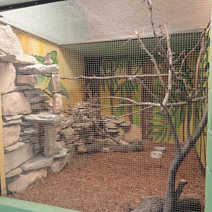 Crested Coua, Bearded Barbet Exhibit