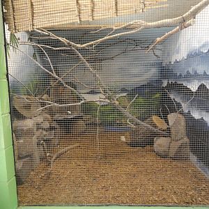 Chinese Hwamei Exhibit