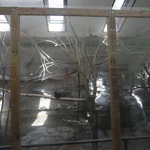 Bali Mynah, Goeldi's Monkey Exhibit