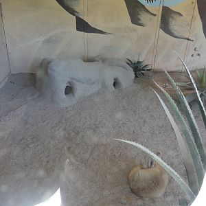 Fennec Fox Indoor Exhibit