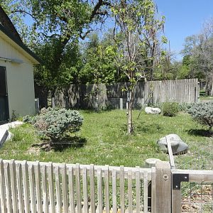 Fennec Fox Outdoor Exhibit