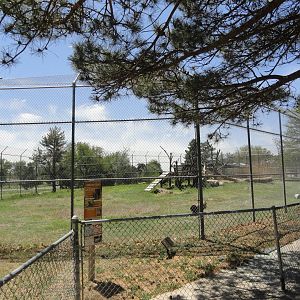 African Lion Exhibit 1